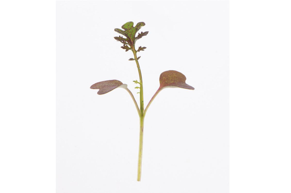 Mustard, Scarlet Frills – Microgreen Seed